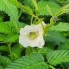 Erdbeer-Himbeere 1L
