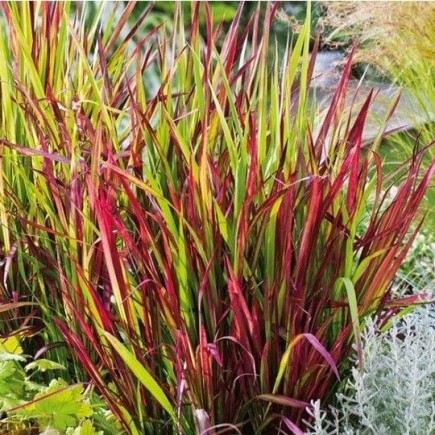 Imperata cylindrica Red...