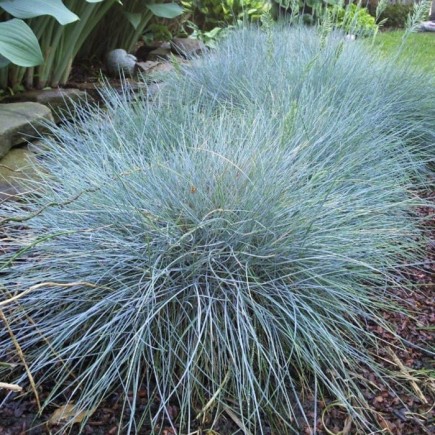 Blue Fescue Elijah Blue 1L