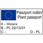 Purple Chinese Wisteria 1L