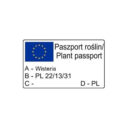 Purple Chinese Wisteria 1L
