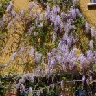 Purple Chinese Wisteria 1L