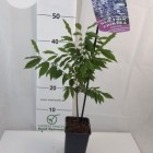 Глициния (Вистерия) китайская фиолетовая 1L