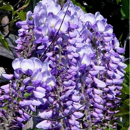 Purple Chinese Wisteria 1L