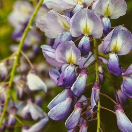 Purple Chinese Wisteria 1L