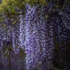 Purple Chinese Wisteria 1L