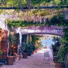 Purple Chinese Wisteria 1L
