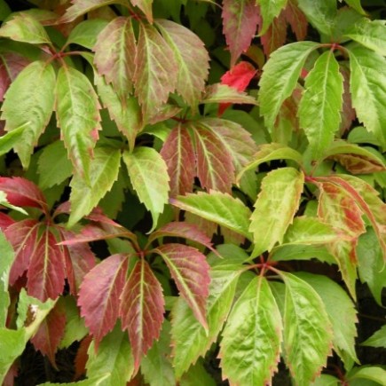 Virginia Creeper Murorum 2L
