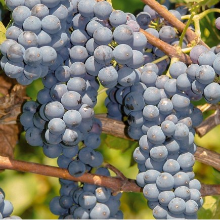 Weinrebe Leon Millot 2L