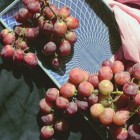 Виноград бессемянный  Рилайнс  2L
