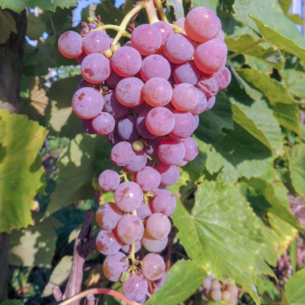 Weinrebe Reliance (kemlos) 2L