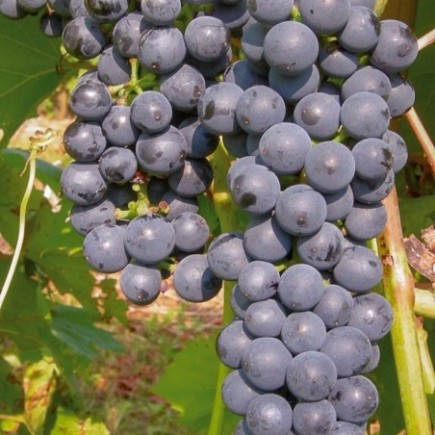 Grapevine Marechal Foch 1L