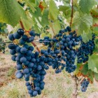 Grapevine Marechal Foch 2L