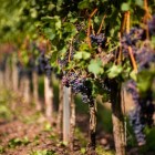Grapevine Marechal Foch 2L