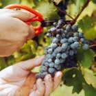 Grapevine Marechal Foch 2L