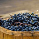 Grapevine Marechal Foch 2L