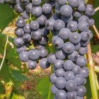 Grapevine Marechal Foch 2L