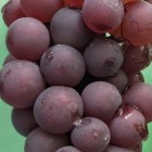 Grapevine Lidia 2L