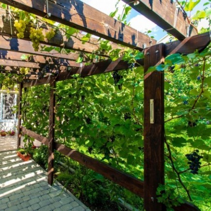 Grapevine Lidia 2L