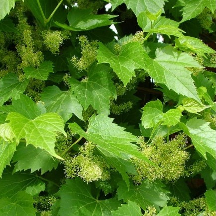 Duftender Weinreben Tomek 2L