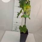 Виноград А 1704 без косточек 1L