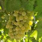 Weinrebe A 1704 (kernlos) 1L