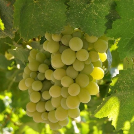 Weinrebe A 1704 (kernlos) 1L
