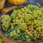 Weinrebe A 1704 (kernlos) 1L