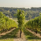 Weinrebe A 1704 (kernlos) 1L