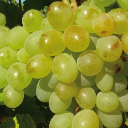Grapevine A 1704 1L