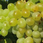 Weinrebe A 1704 (kernlos) 1L