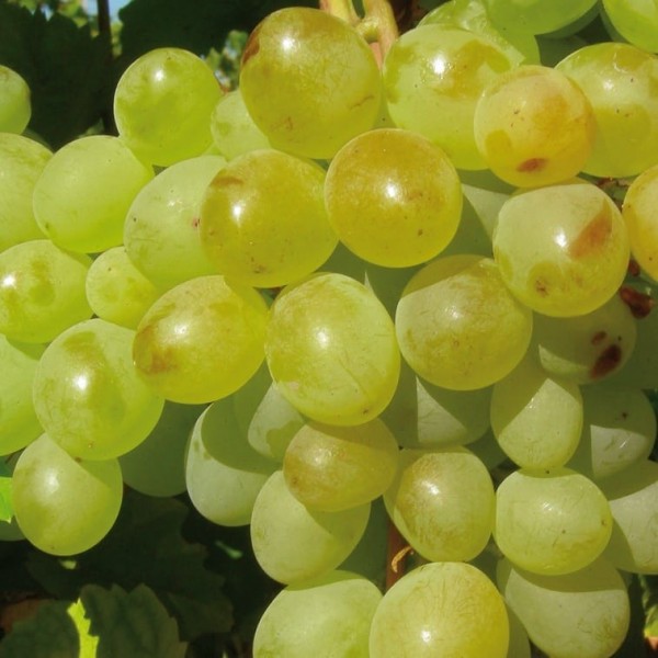 Weinrebe A 1704 (kernlos) 1L