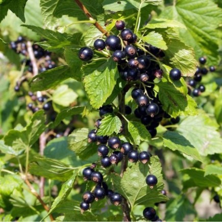 Blackcurrant Titania 1L