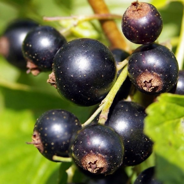 Blackcurrant Titania 1L