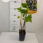 Blackcurrant Titania 1L