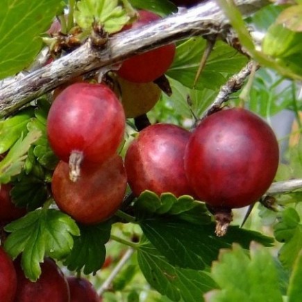 Red Gooseberry Hinnonmaki Rod 1L