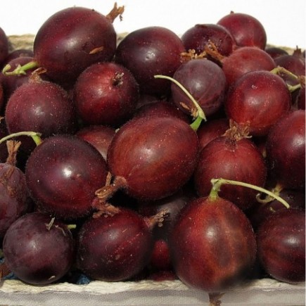 Red Gooseberry Hinnonmaki Rod 1L