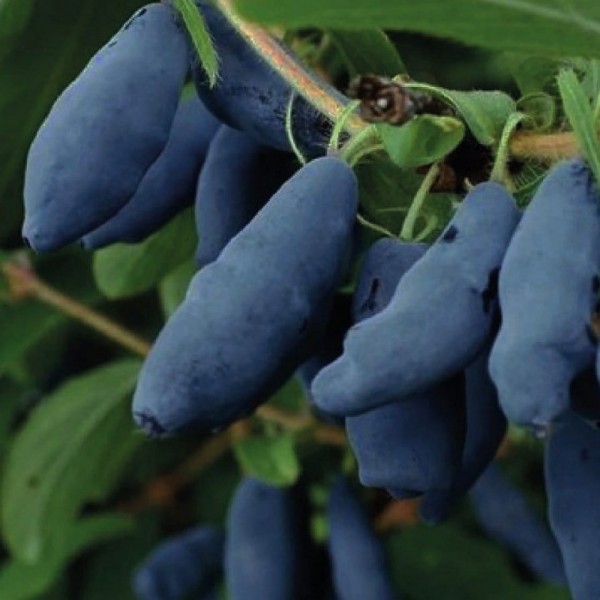 Kamchatka Blue Honeysuckle Honeybee 1L