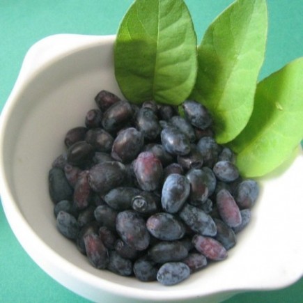 Kamchatka Blue Honeysuckle Indigo Gem 1L