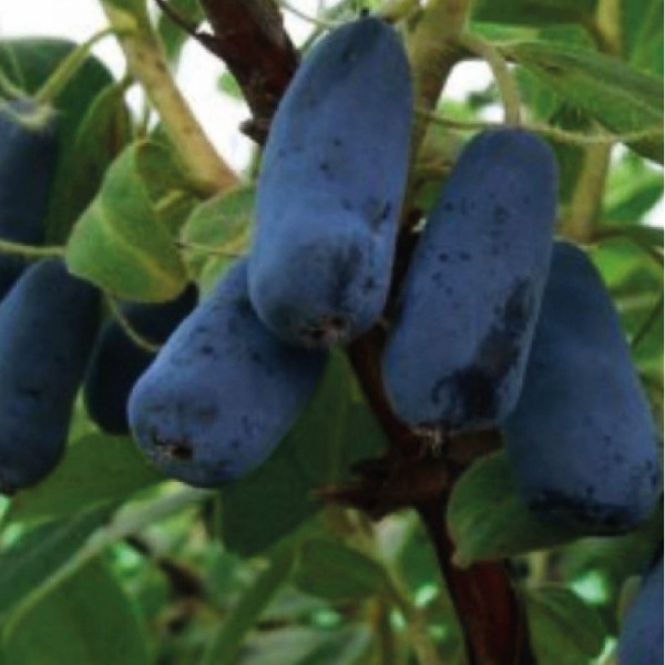 Kamchatka Blue Honeysuckle Indigo Gem 1L