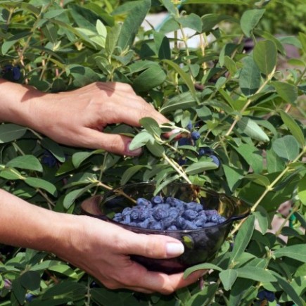 Kamchatka Blue Honeysuckle Indigo Gem 1L