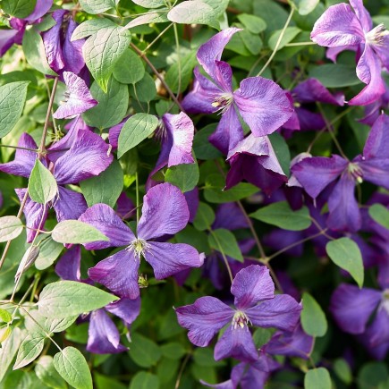 Clematis Polish Spirit 1L