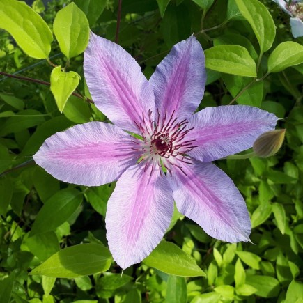 Clematis Nelly Moser 1L