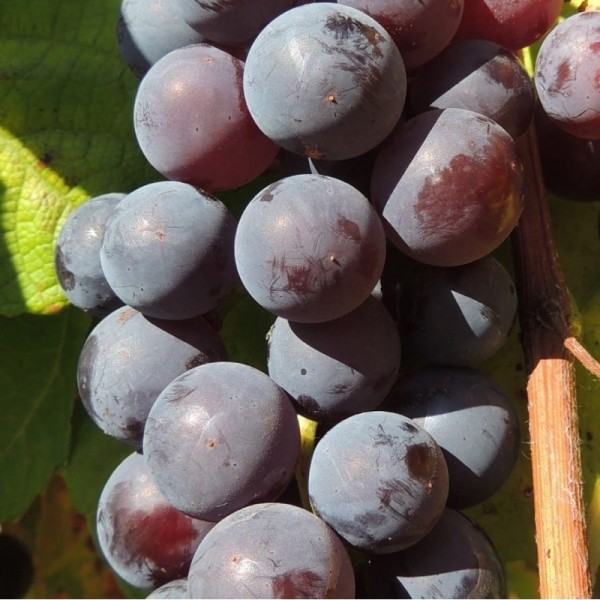 Grapevine Buffalo 1L
