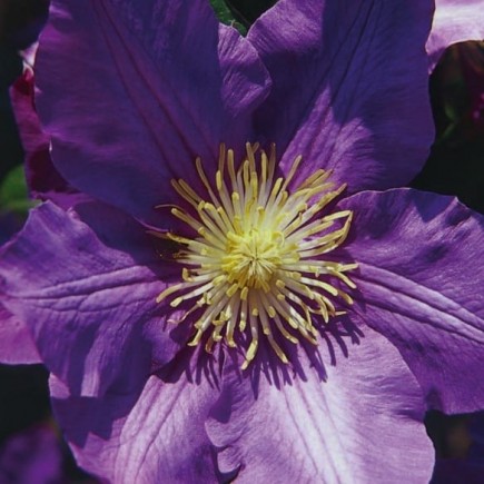 Clematis Bałtyk 1L