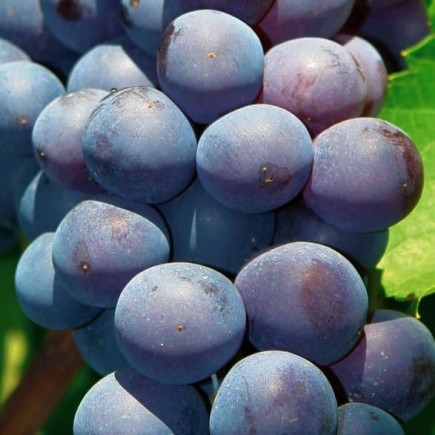 Grapevine Agat Donskoy 2L
