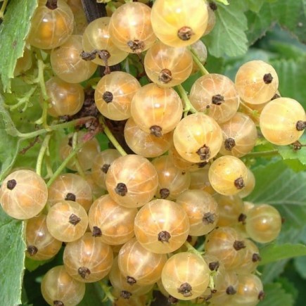 White Currant Blanka 1L
