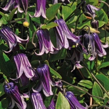 Clematis Rooguchi 1L