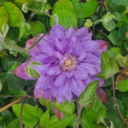 Clematis Vyvyan Pennell 2L