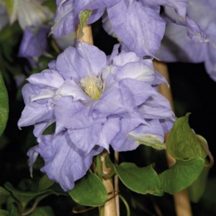 Clematis Mazury 1L